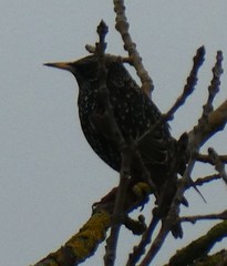 Sturnus vulgaris