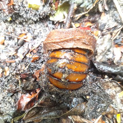 Chlamydephorus sexangulus