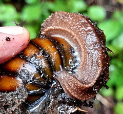 Chlamydephorus sexangulus