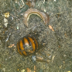 Chlamydephorus sexangulus
