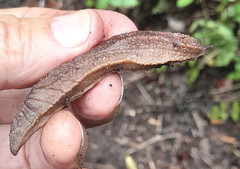 Chlamydephorus sexangulus