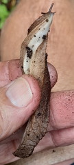 Chlamydephorus sexangulus