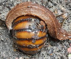 Chlamydephorus sexangulus