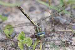 Phanogomphus oklahomensis