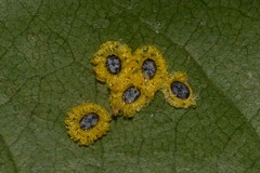 Aleurocanthus ceracroceus