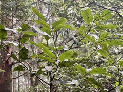 Beilschmiedia erythrophloia