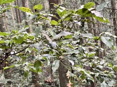 Beilschmiedia erythrophloia