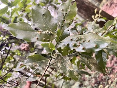 Beilschmiedia erythrophloia