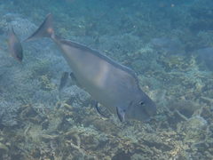 Naso tonganus