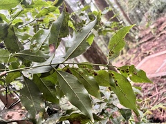 Beilschmiedia erythrophloia