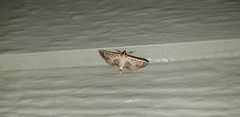 Cnaphalocrocis bilinealis