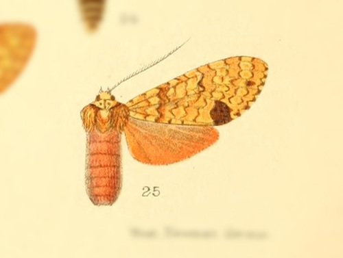 Baritius discalis