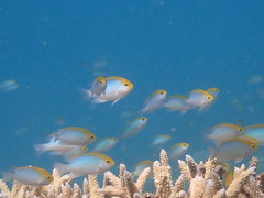 Pomacentrus aurifrons