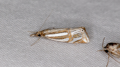 Hednota bifractellus