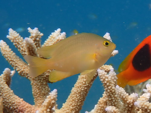Damselfish (Pomacentrus moluccensis) — Pomacentridae — 2