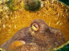 Octopus pallidus