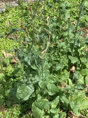 Nicotiana plumbaginifolia