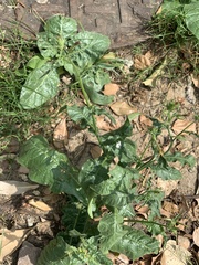 Nicotiana plumbaginifolia