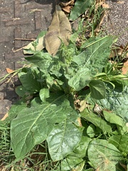 Nicotiana plumbaginifolia