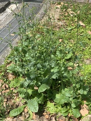 Nicotiana plumbaginifolia