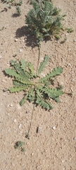 Launaea capitata