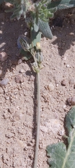 Launaea capitata
