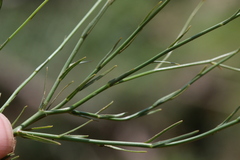Wahlenbergia virgata