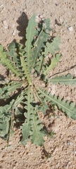Launaea capitata