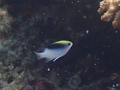 Chrysiptera rollandi