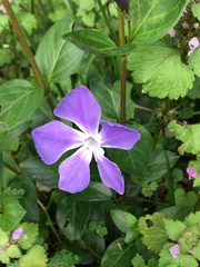 Vinca major