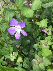 Vinca major