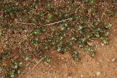 Guilleminea