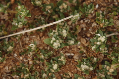 Guilleminea