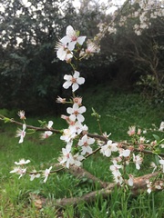 Prunus cerasifera