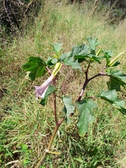 Datura