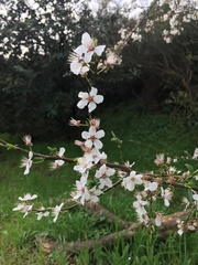 Prunus cerasifera