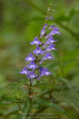 Scutellaria barbata