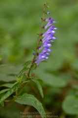 Scutellaria barbata