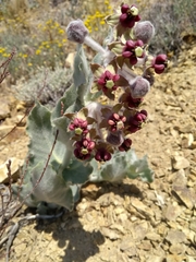 Asclepias californica