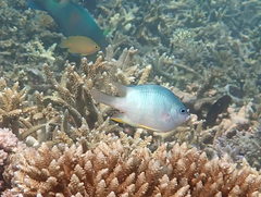 Amblyglyphidodon orbicularis