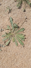 Launaea capitata