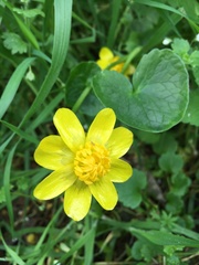 Ficaria verna
