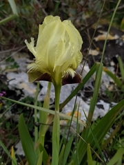 Iris pseudopumila pseudopumila