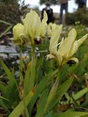 Iris pseudopumila pseudopumila