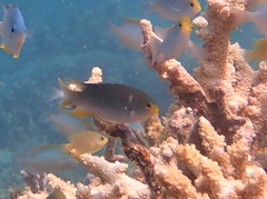 Neopomacentrus nemurus