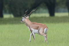 Antilope cervicapra