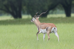 Antilope cervicapra