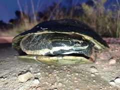 Phrynops williamsi