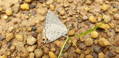 Hypochrysops digglesii