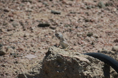 Pseudotrapelus aqabensis